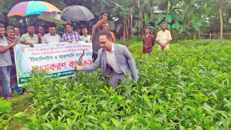 মধুপুরে হাটবাজার ও নার্সারিতে ইউক্যালিপটাস ও আকাশমনি গাছের  