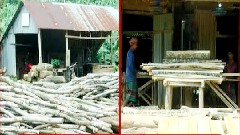 টাঙ্গাইলে অবৈধ করাতকলের ছড়াছড়ি, উজার করা হচ্ছে সবুজ বনায়নের 