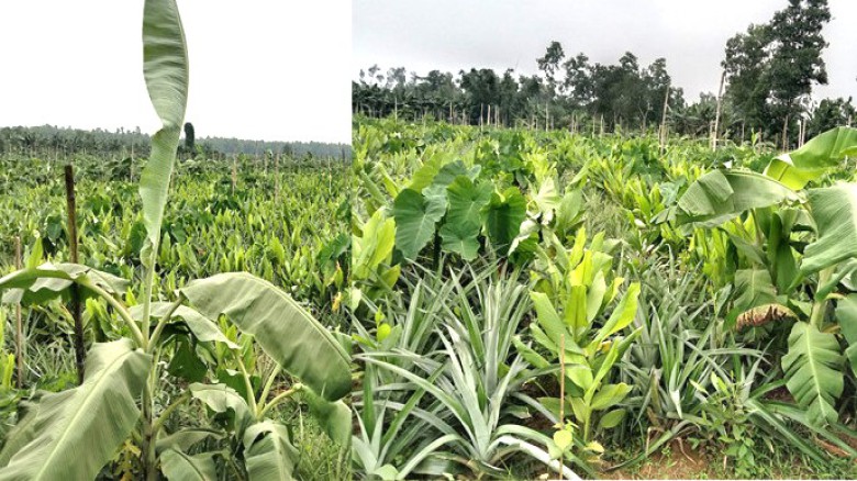 কৃষির  ভূস্বর্গ  মধুপুর অঞ্চল