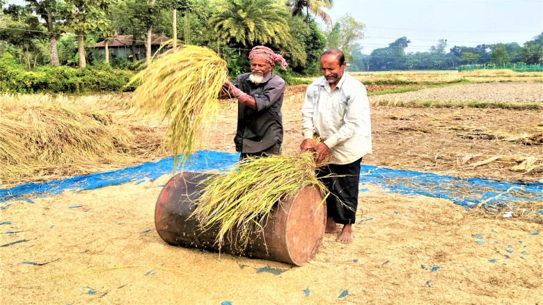 টাঙ্গাইলে আমন চাষীদের মুখে খুশির ঝিলিক