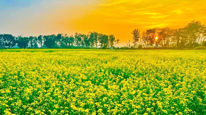 টাঙ্গাইলের মাঠে মাঠে হলুদের সমারোহ , সরিষার বাম্পার ফলনের আশ