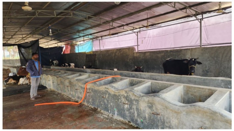 টাঙ্গাইলে ফার্মের কর্মচারীর হাত পা বেঁধে গরু চুরি