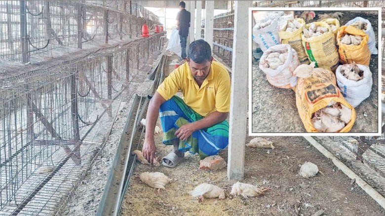 টাঙ্গাইলে ভুল চিকিৎসায় ১৭ হাজার মুরগির মৃত্যুর অভিযোগ! দায় নিতে নারাজ ডাক্তাররা