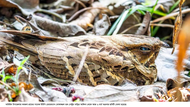 বিলুপ্তির পথে রাতচরা পাখি