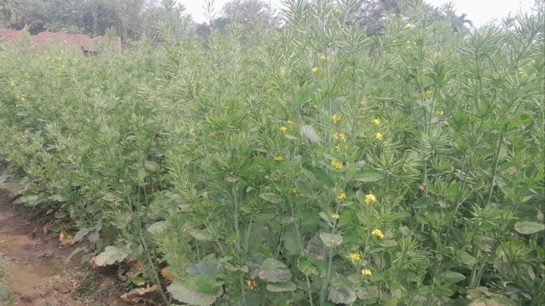 মধুপুরে চাষ হচ্ছে ভিয়েতনামের ৯৯৯ জাতের সরিষা আবাদ