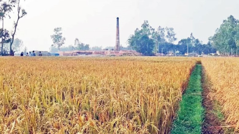 ইটভাটার বিষাক্ত ধোঁয়ায় শত বিঘা জমির ধান-খর পুড়ে অর্ধ কোটি টা
