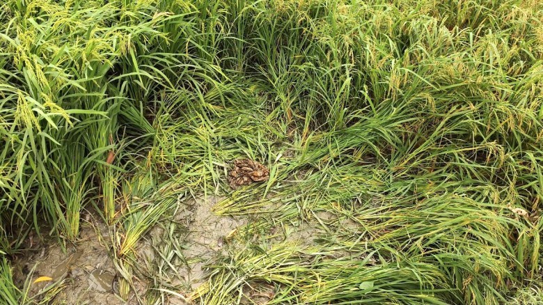 ভূঞাপুরে মানসিক ভারসাম্যহীন তরুণীকে রাতভর দলবেঁধে ধর্ষণ