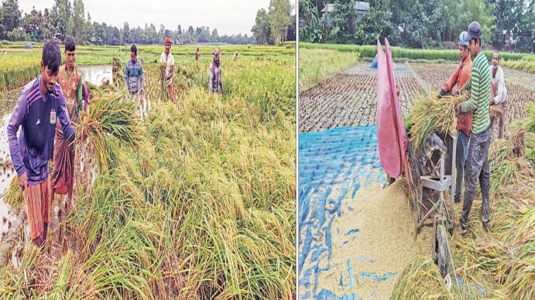 কৃষকের সোনালী হাসি ফিকে হয়ে গেছে টাঙ্গাইলে