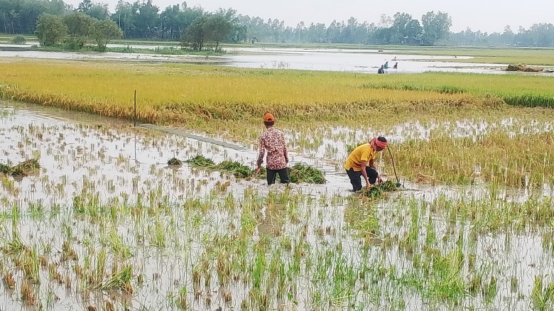 টানা বৃষ্টিতে মধুপুরে বোরো ধান নষ্ট, দিশেহারা কৃষক