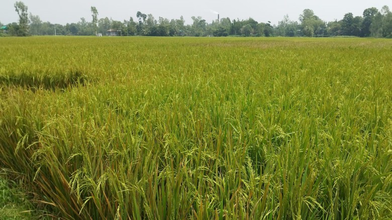 ছবির ক্যাপশন: 