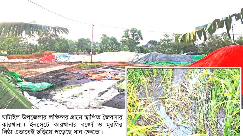 ঘাটাইলে জৈবসার কারখানার বর্জ্যে ফসলের ক্ষতি, দুর্গন্দ্বে জনভ