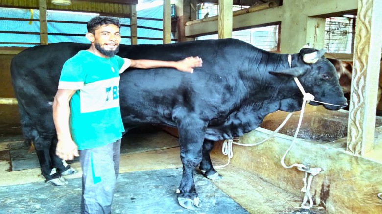 টাঙ্গাইলে কোরবানির হাট কাঁপাতে প্রস্তুত  ২৭ মণের " রাজাবাবু"