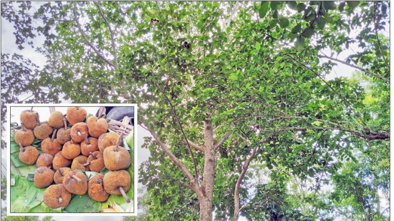 ছবির ক্যাপশন: 