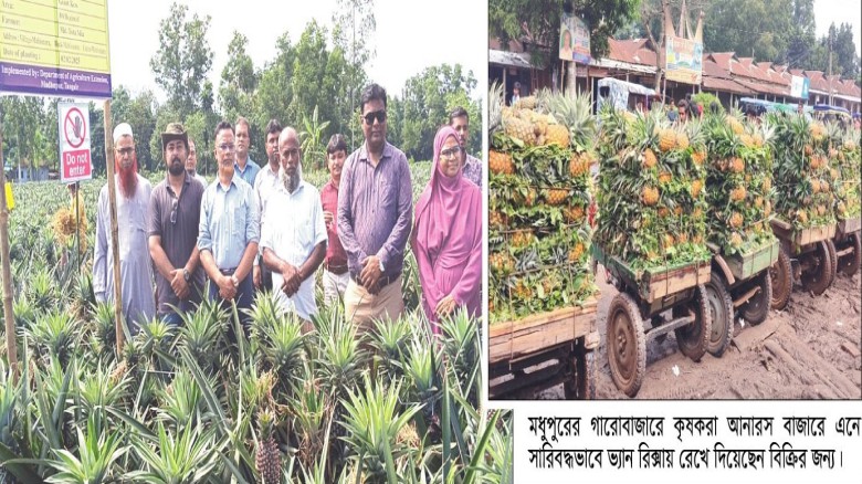 মধুপুরের আনারস যাচ্ছে বিদেশে