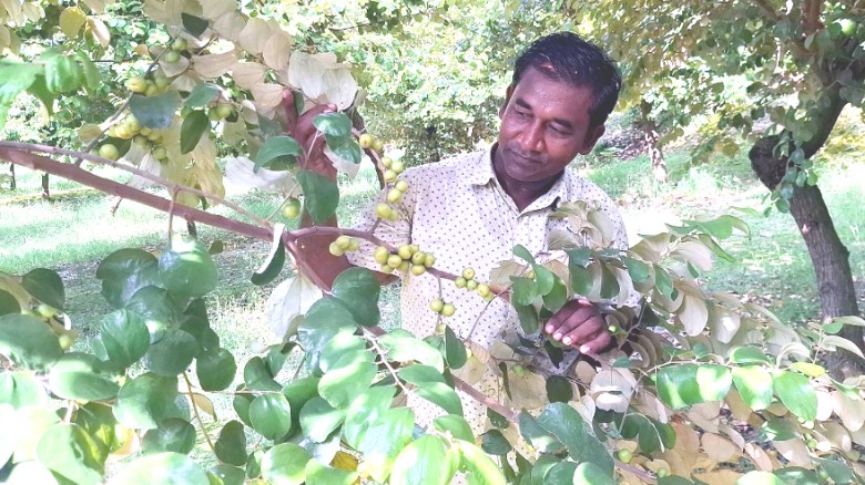 আগাম টক বরই চাষে কোটি টাকার স্বপ্নের দুয়ারে কৃষক মোসলেম