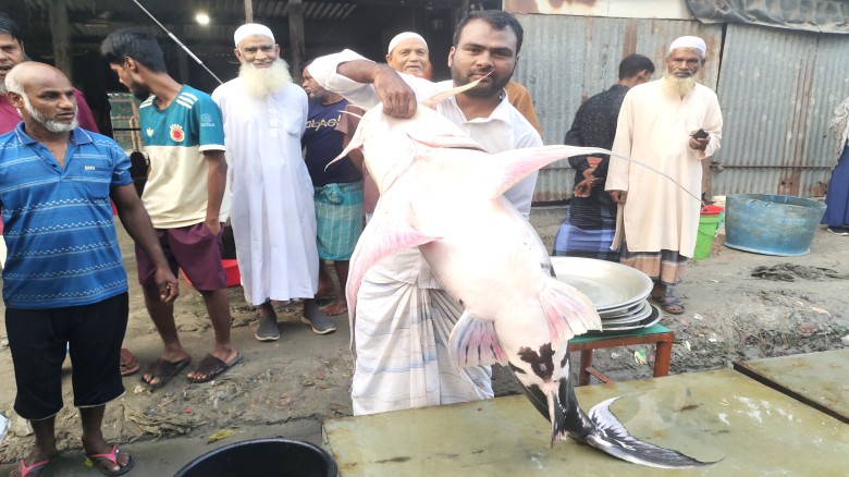 যমুনায় ধরা পড়ল ৩৩ কেজির বাঘাইড়, বিক্রি হলো ৫০ হাজার টাকায়