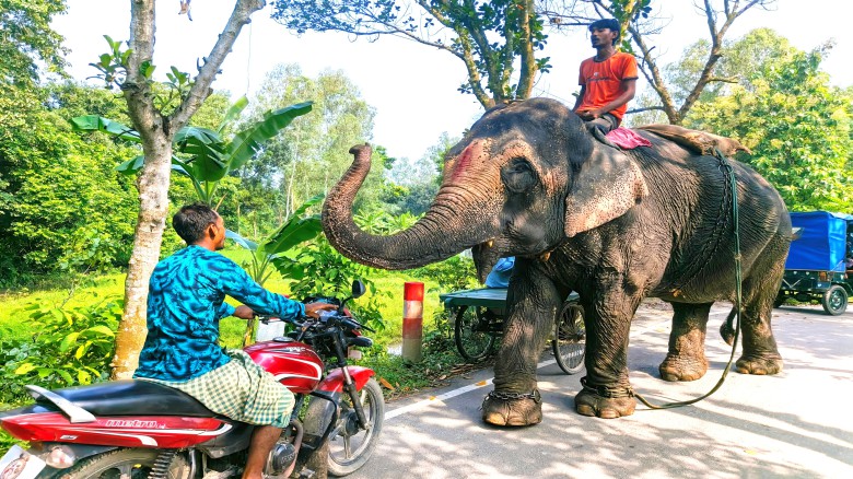 হাতিকে ভয়ের 'অস্ত্র' বানিয়ে চলছে চাঁদাবাজি | দিতে হয় চাহিদা 