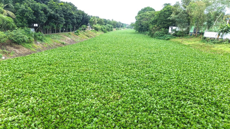 কচুরিপানায় অবরুদ্ব সুবর্ণখালী নদী স্থবির নৌযোগাযোগ, স্বাস্থ্যঝুকিতে সরিষাবাড়ীর হাজারো মানুষ