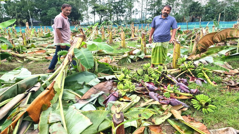 শেরপুরের শ্রীবরদীতে ফলবান কলাগাছ কর্তণ ।। গ্রেপ্তার ২