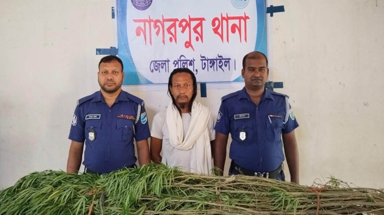 নাগরপুরে বসতবাড়ির ভিটায় গাঁজা চাষ: ৫টি গাছসহ গ্রেপ্তার ১