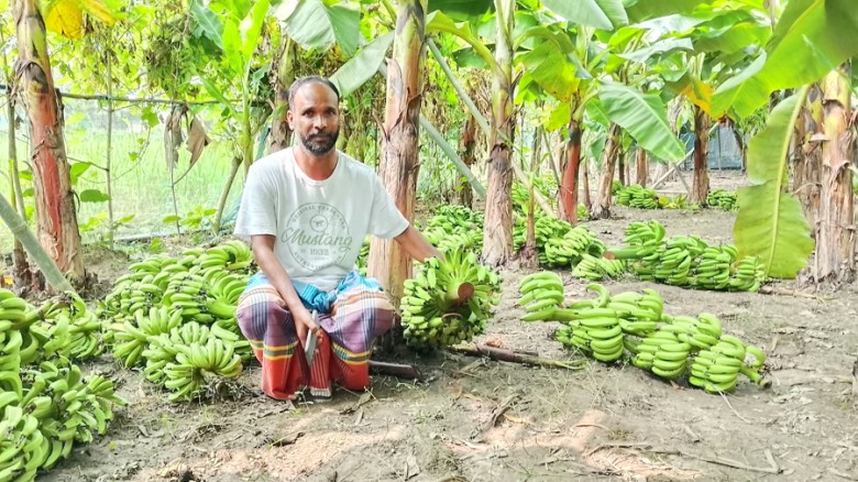 ধনবাড়ীতে কৃষকের কলার কাঁদি কাটলো দুর্বৃত্তরা,ক্ষয়ক্ষতি দুই ল